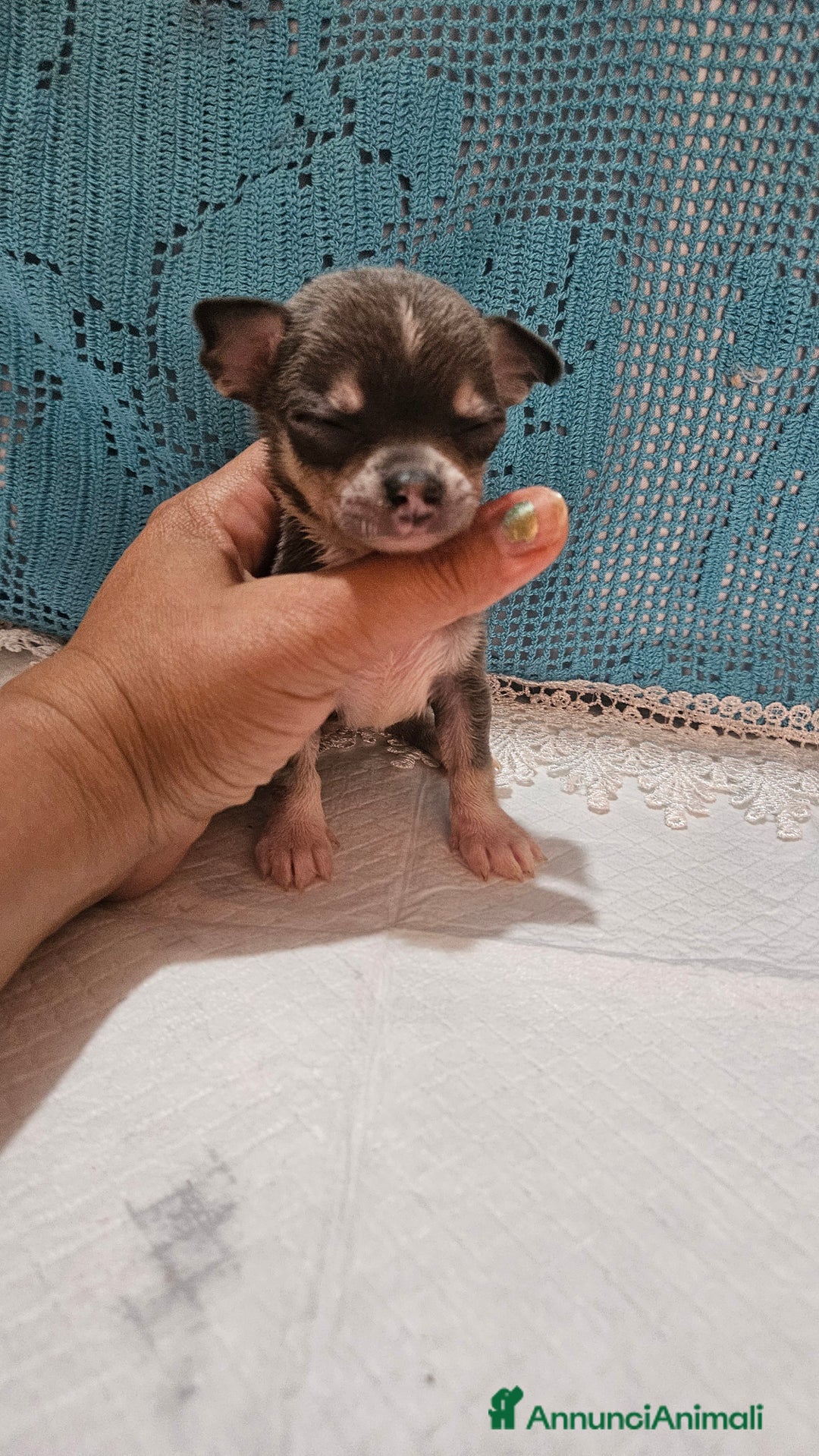 Chihuahua cani in vendita: Chihuahua da Allevamento Cucciolisole  a Provincia di Pisa - Immagine 9
