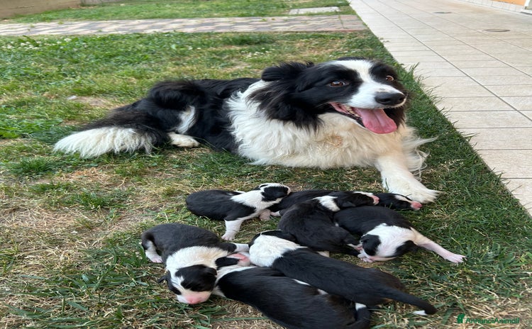 Bearded Collie cani a Città Metropolitana di Venezia - Annuncio 1