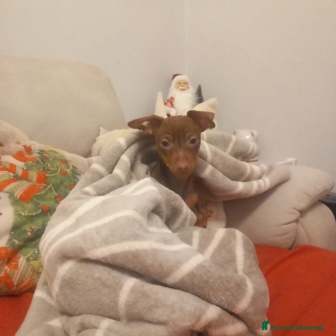 Pinscher Tedesco cani in vendita: Cucciolo di Pincher - Annuncio 3