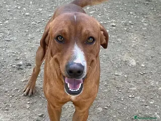 Meticcio cani ADOTTA IL TENERO CORFU' - Annuncio 26