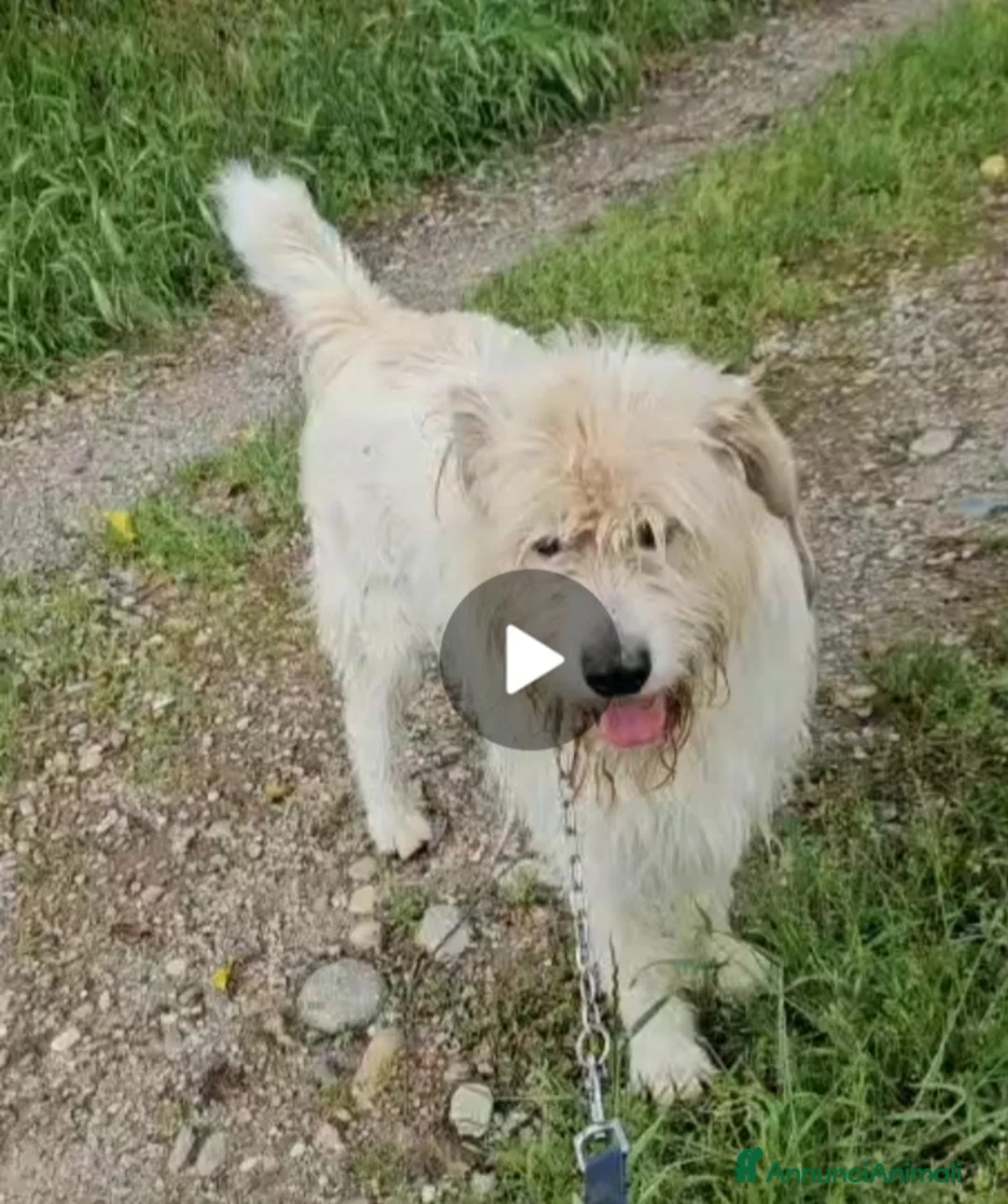 Meticcio cani in regalo: Simil Spinone splendido salvato da 1aguzzinoNOVARA a Città metropolitana di Milano - Annuncio 4