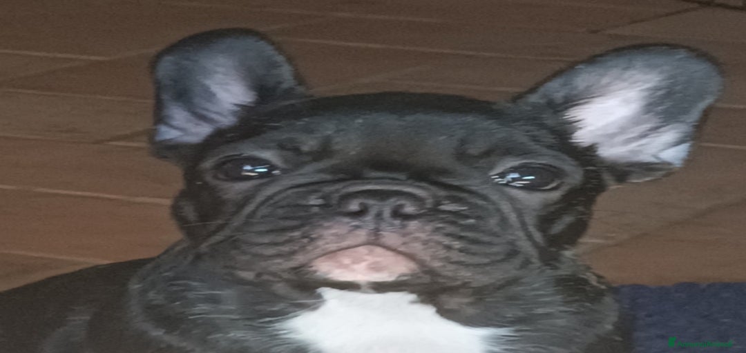 Immagine della galleria {{count}}