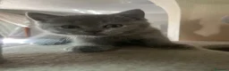 Scottish gatti in vendita: Scotish fold straight  a Città Metropolitana di Venezia - Annuncio 3