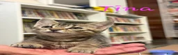 Europeo gatti in regalo: È IN ARRIVO UN CARICO DI GATTINE - Annuncio 3