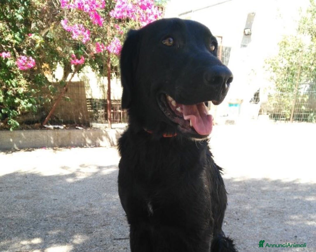 Meticcio cani in regalo: LUNA - SIMIL PASTORE - TAGLIA MEDIA a Milano - Annuncio 4