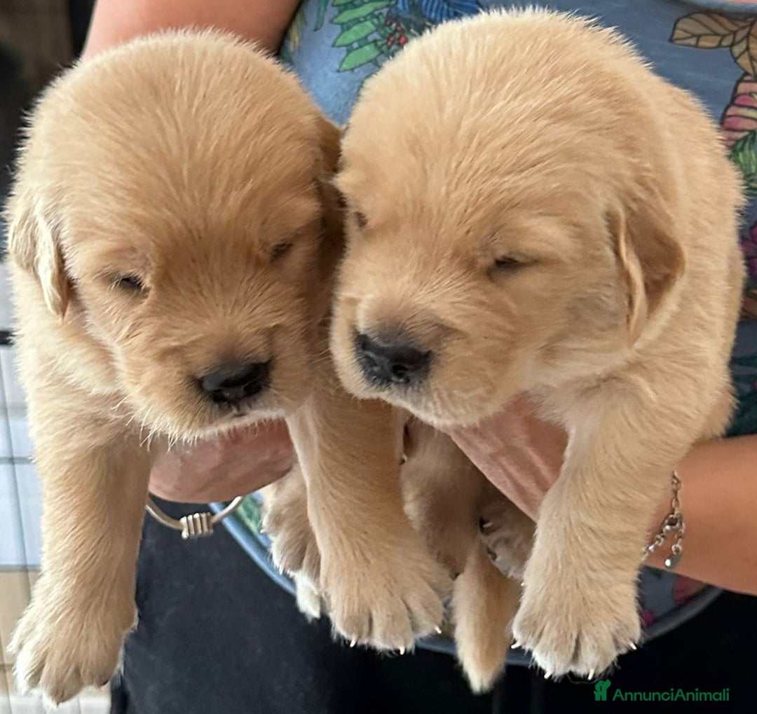 Golden Retriever cani in vendita: Cuccioli Golden Retriver Americani 100% a Provincia di Lucca - Immagine 6