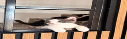 Altre razze gatti in regalo: Gattini in regalo  - Annuncio 4