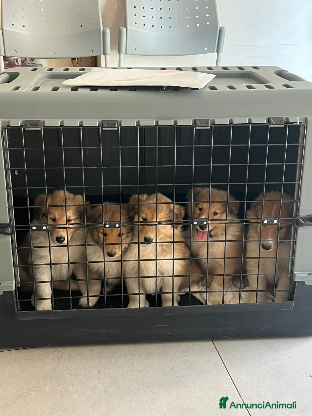 Collie cani in vendita: pastori scozzesi - Annuncio 2