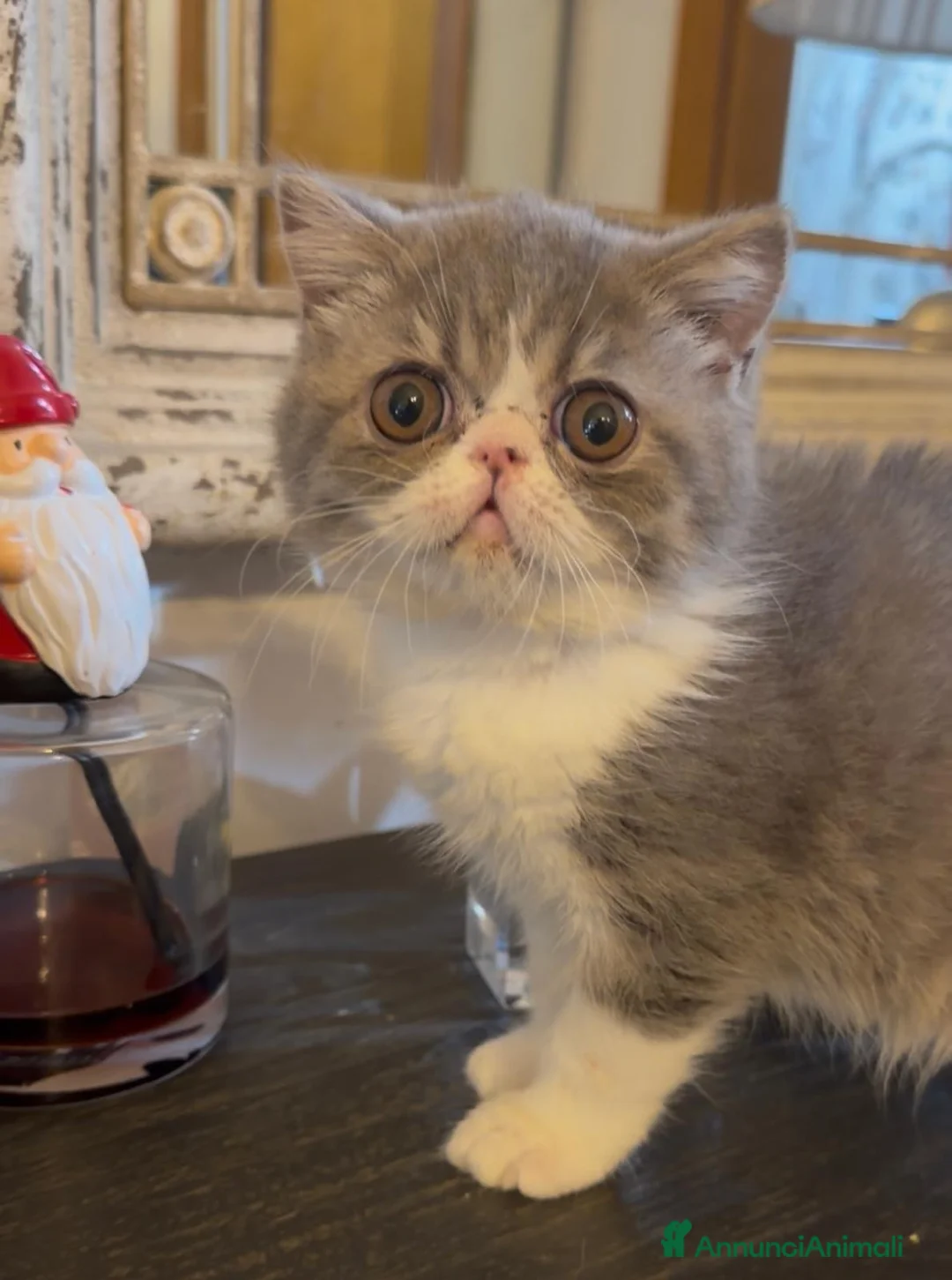 Exotic Shorthair gatti in vendita: Cucciolina di exotic shorthair - Annuncio 1