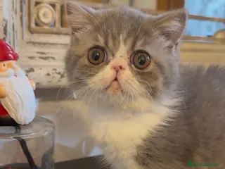 Exotic Shorthair gatti Cucciolina di exotic shorthair - Annuncio 9