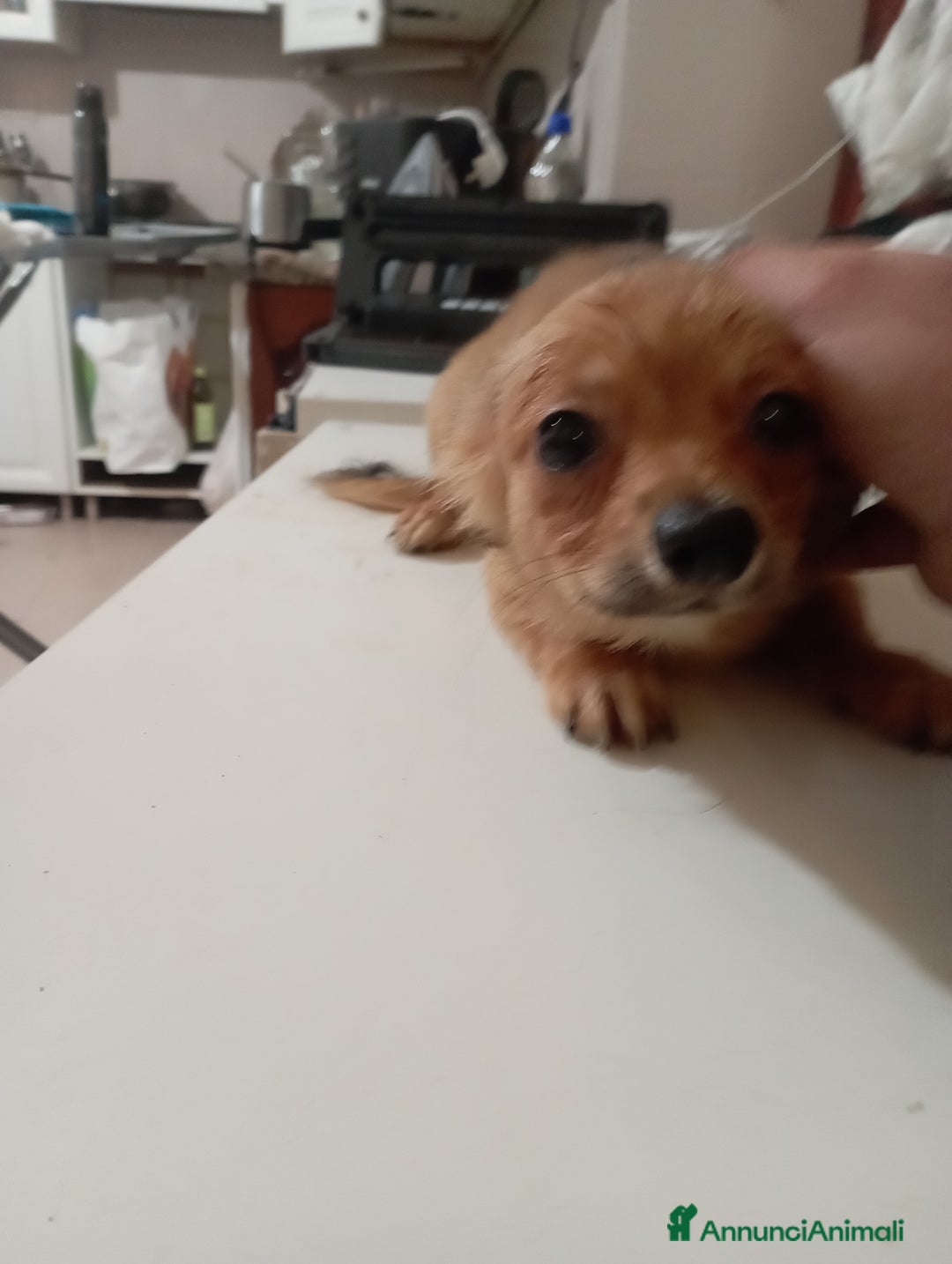 Chihuahua cani in vendita: Vendo 2 maschi chihuahua a pelo lungo  - Annuncio 2