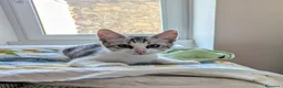 Meticcio gatti in regalo: Piko e Bok, fratellini in cerca di casa - Annuncio 6