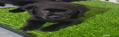 Labrador 2