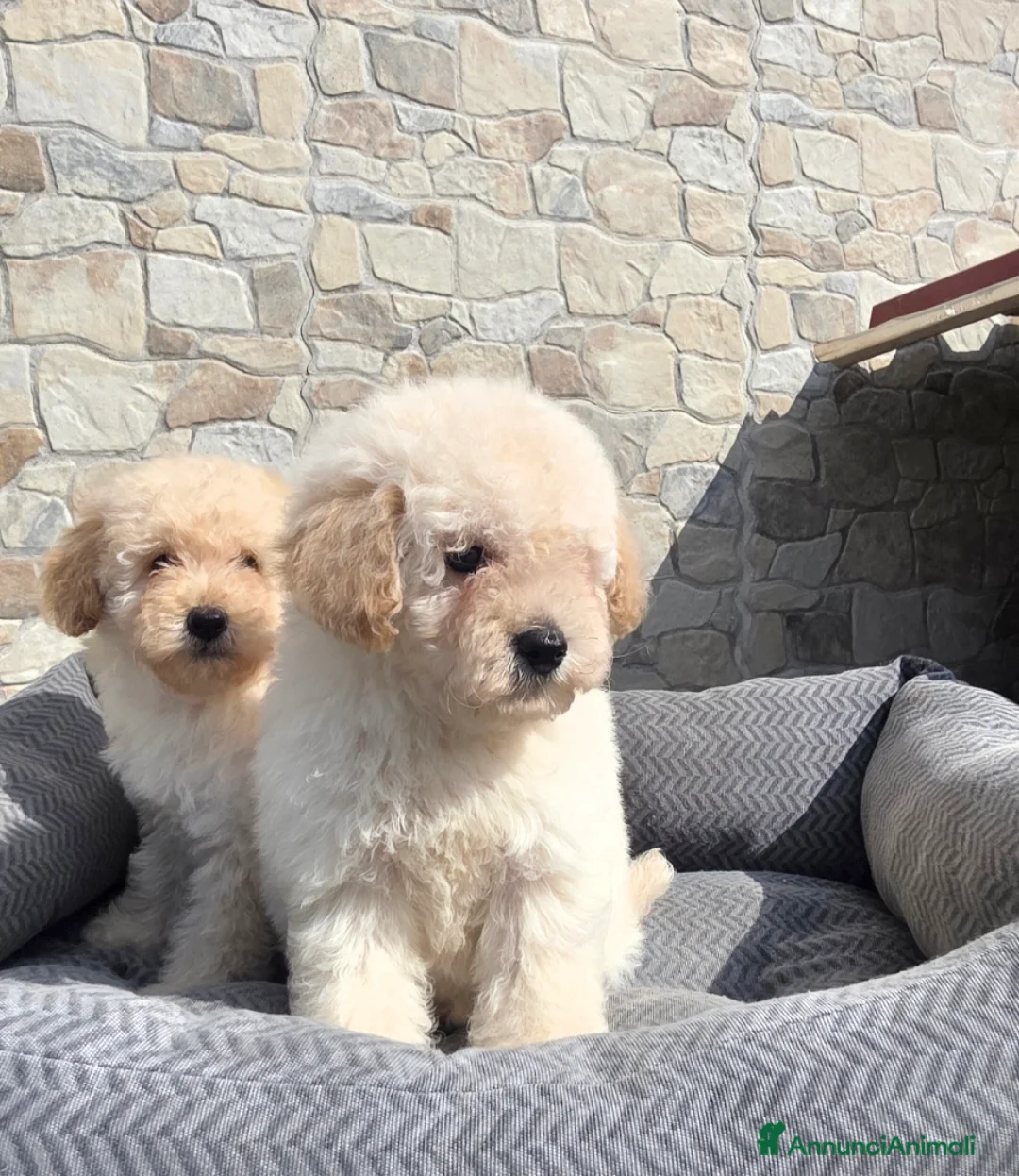 Barboncino Toy cani in vendita: Barboncino toy - Annuncio 2