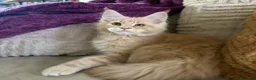 Maine Coon gatti in vendita: Cucciolo maschio Maine coon  - Annuncio 4