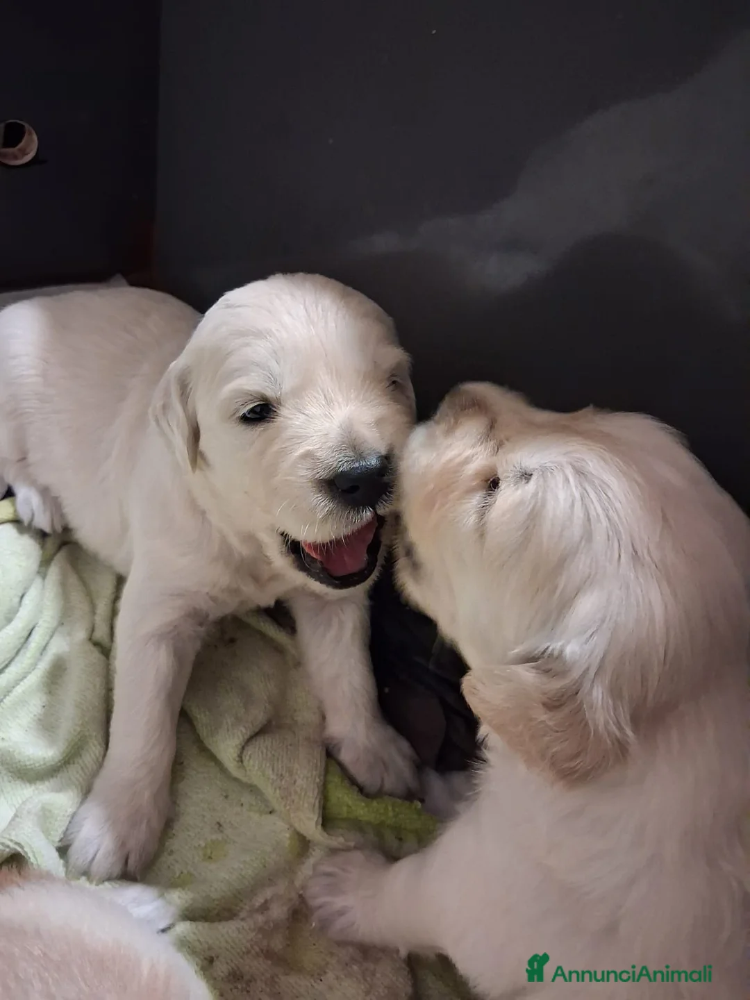 Golden Retriever cani in vendita: Vendesi cuccioli Golden Retriever - Annuncio 5