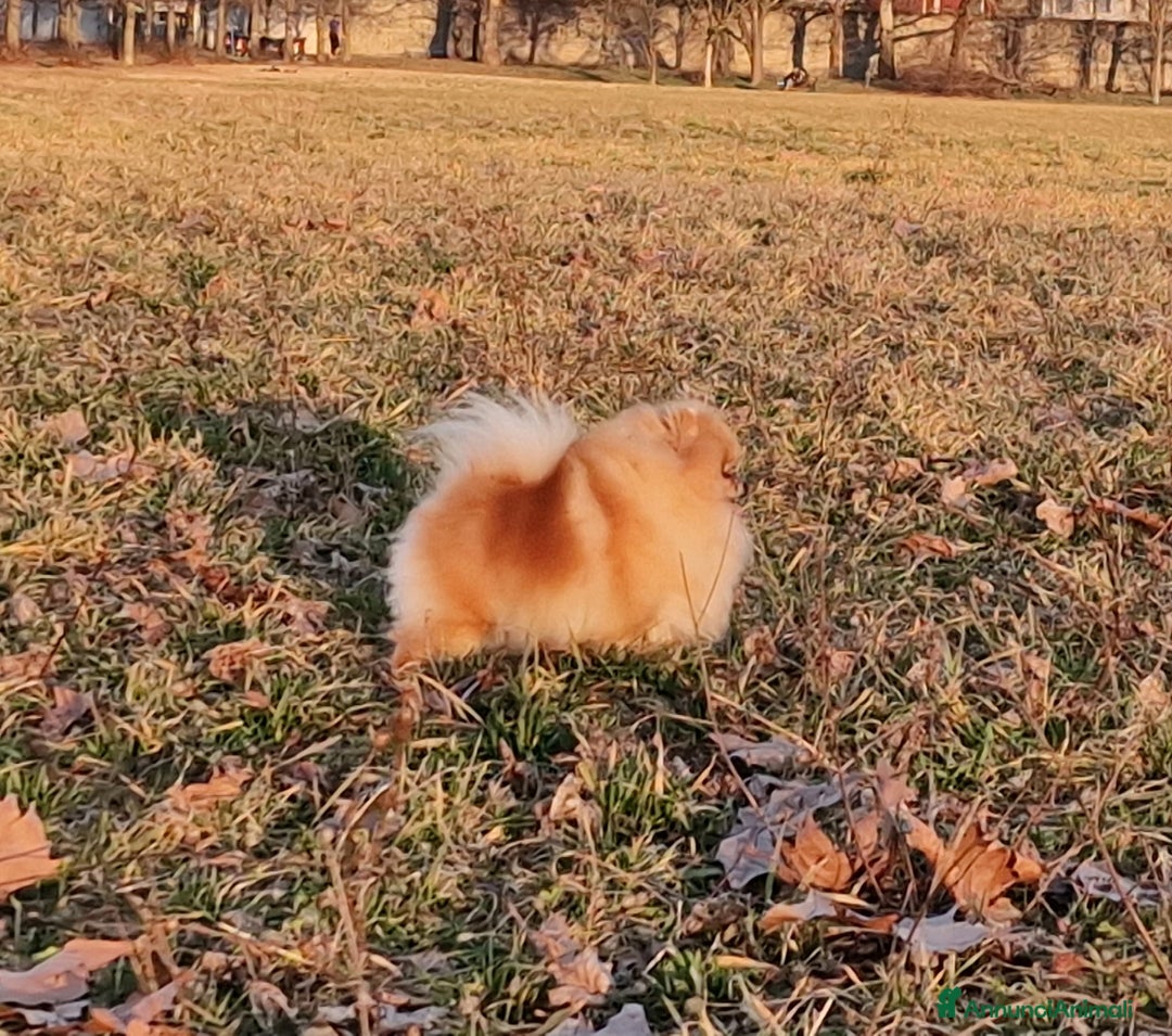 Spitz cani in regalo: Spitz tedesco NANO Pomerania  a Provincia di Monza e della Brianza - Immagine 3