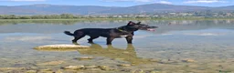 Meticcio cani in regalo: Regalo cane  a Provincia di Lecco - Annuncio 6