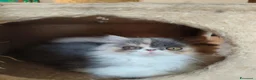 Persiano gatti in vendita: Cucciola persiana - Annuncio 2