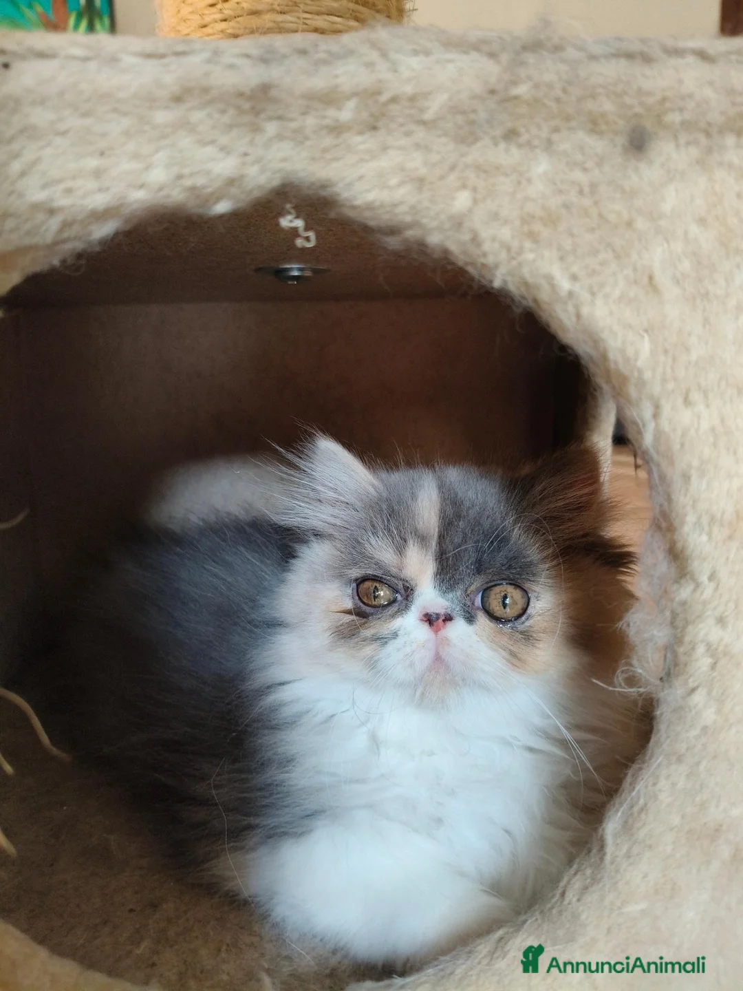 Persiano gatti in vendita: Cucciola persiana - Annuncio 2