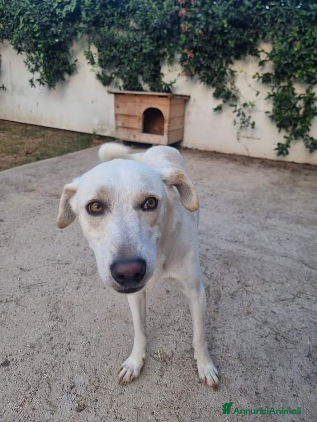 Meticcio cani in regalo: BLANCO TAGLIA MEDIA DOLCE E SIMPATICO - Annuncio 9