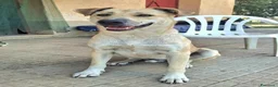 Meticcio cani in regalo: Eddy 3 anni Taglia grande  a Città metropolitana di Palermo - Annuncio 5