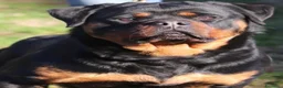 Rottweiler cani in vendita: ROTTWEILER TAGLIA GRANDE LINEA SERBA - Annuncio 7