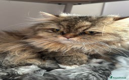 Persiano gatti in vendita: Gattine persiane normotipo  a Provincia di Reggio Emilia - Immagine 25