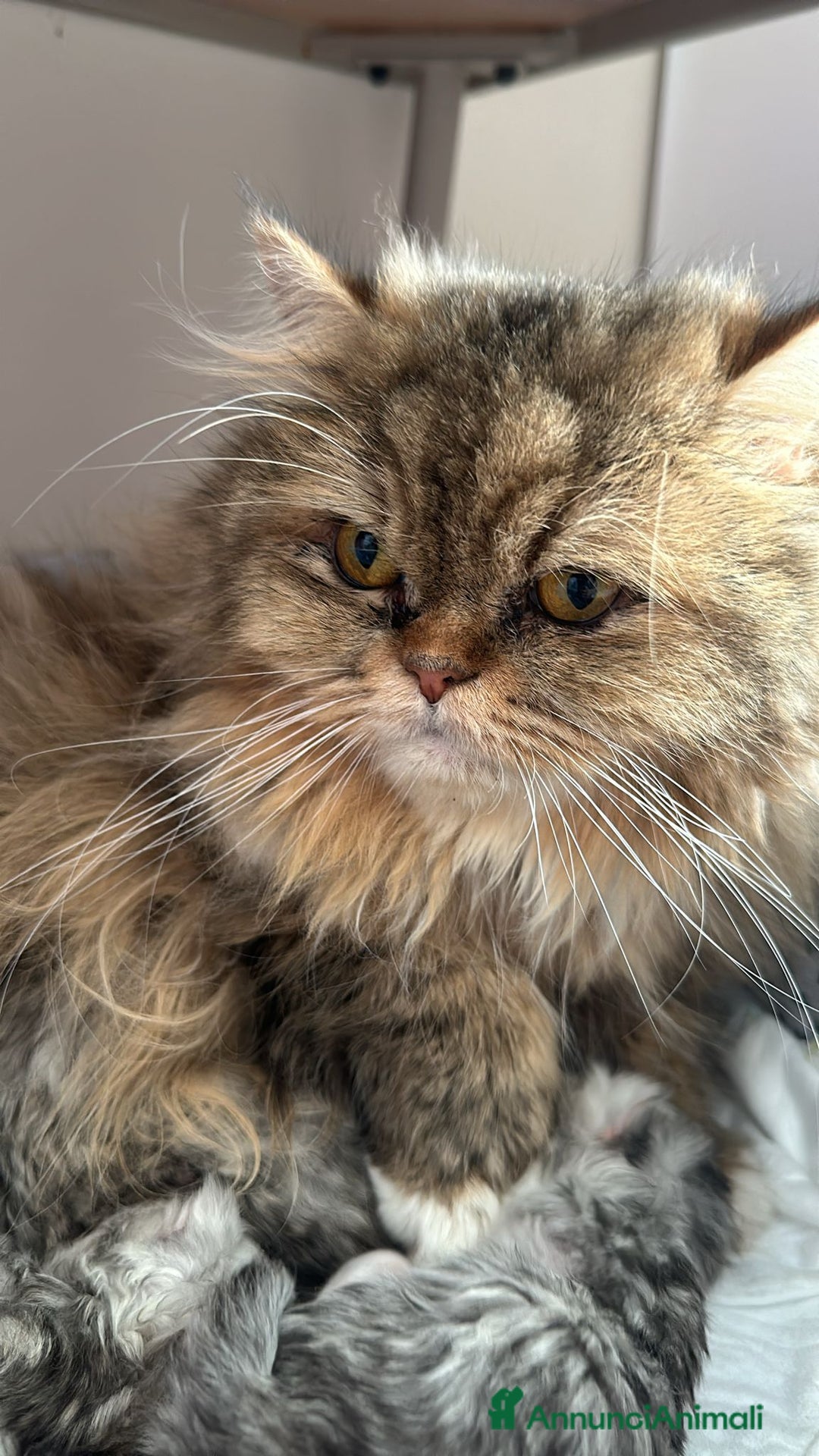 Persiano gatti in vendita: Gattine persiane normotipo  a Provincia di Reggio Emilia - Immagine 25
