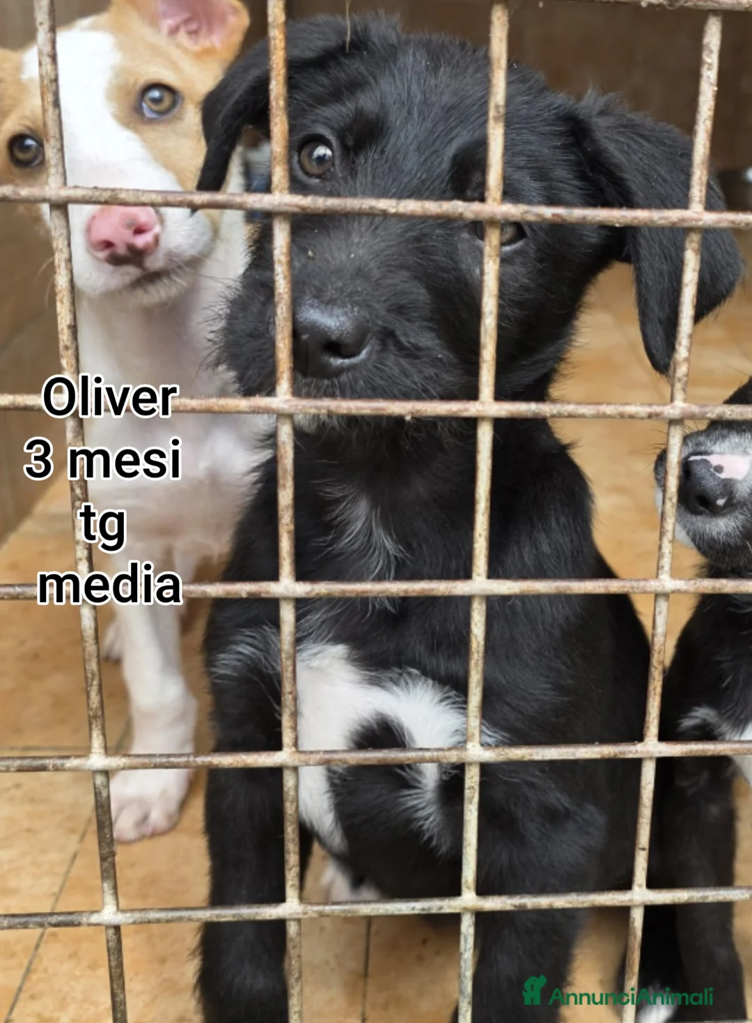 Meticcio cani in regalo: CUCCIOLI BISOGNOSI IN CERCA D'AMORE  a Provincia di Prato - Annuncio 10
