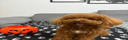Barboncino Toy cani per accoppiamento: Barboncino Toy per accoppiamento  - Annuncio 5