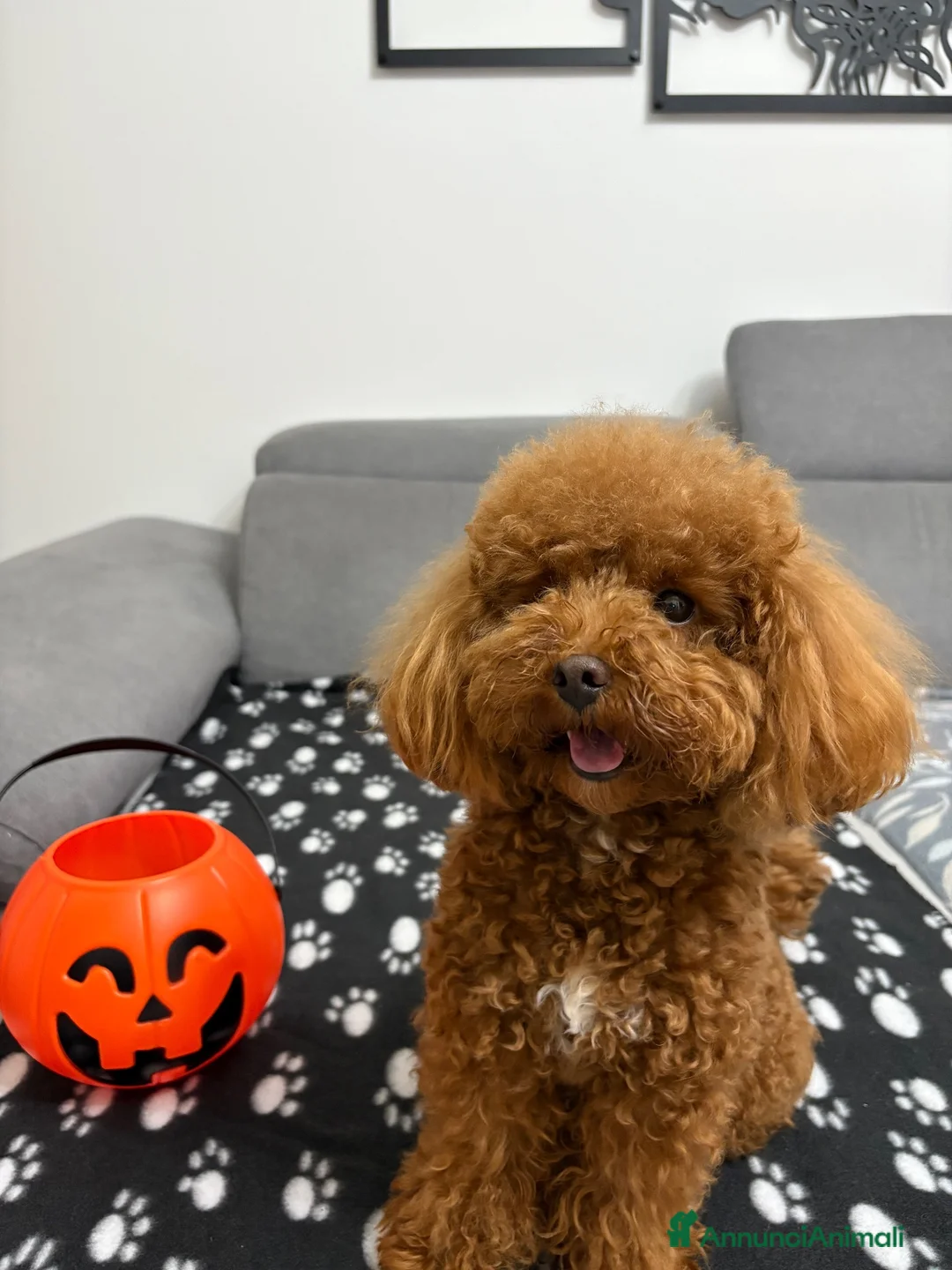 Barboncino Toy cani per accoppiamento: Barboncino Toy per accoppiamento  - Annuncio 5