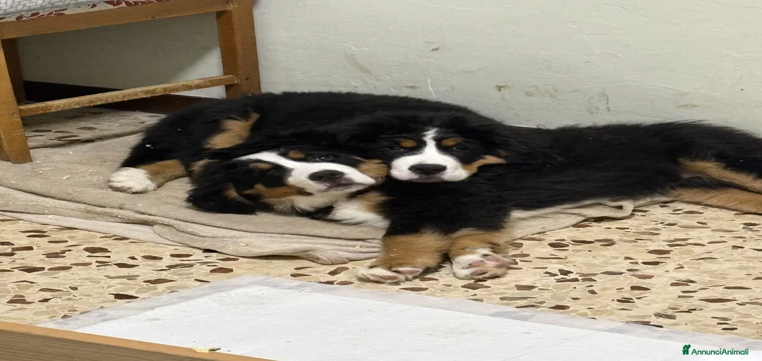 Immagine della galleria {{count}}