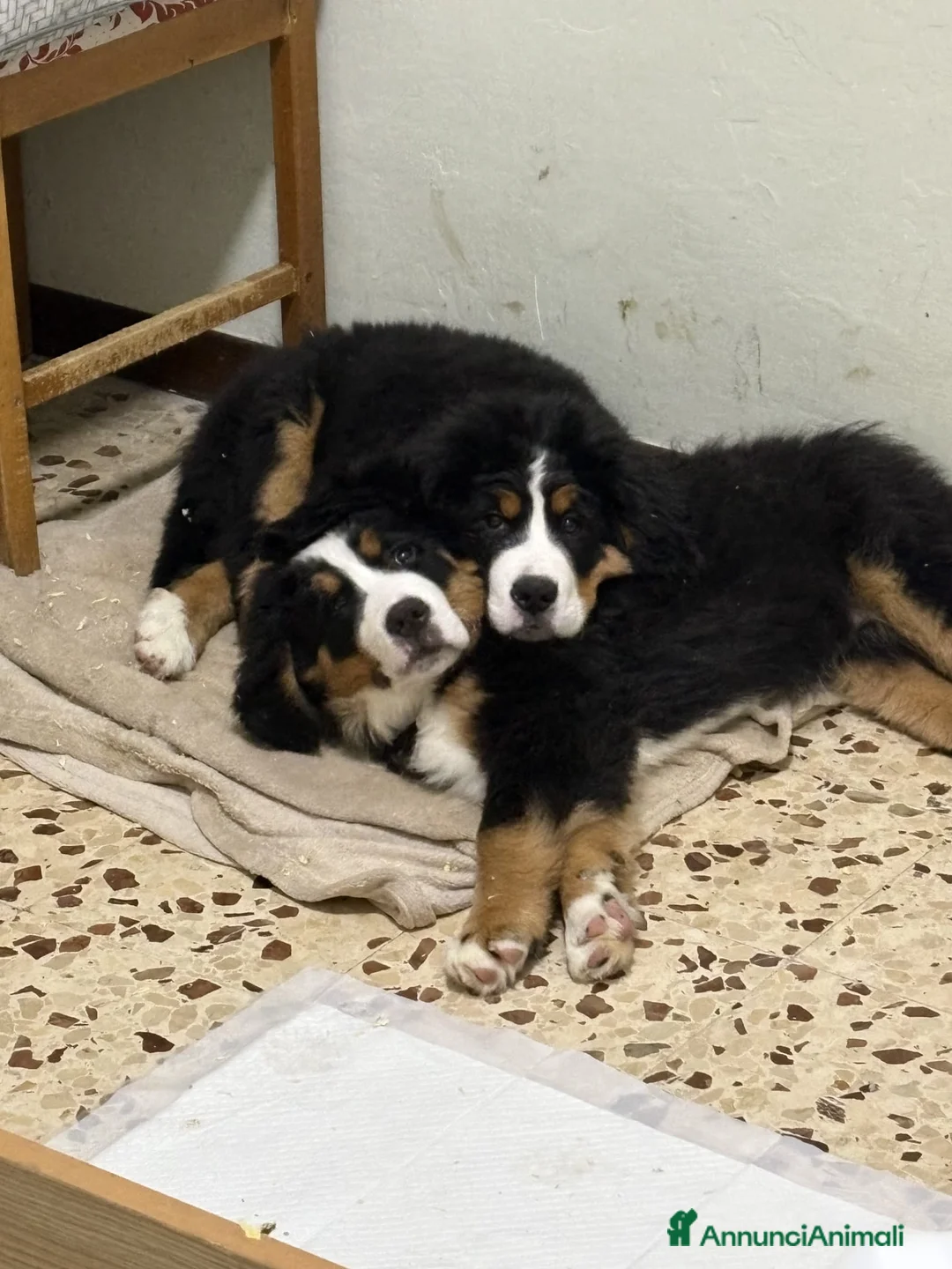 Immagine della galleria {{count}}