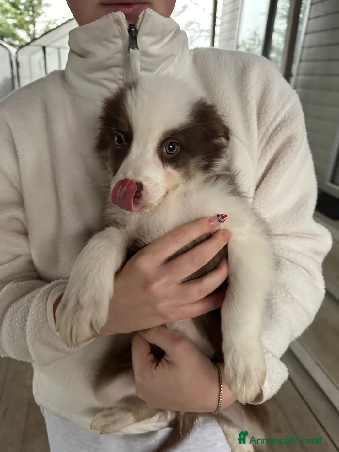 Australian Shepherd cani in vendita: Pastore Australiano  - Annuncio 5