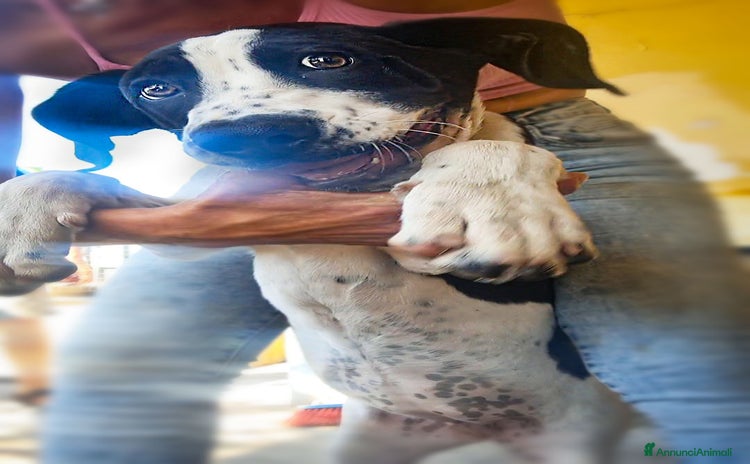 Alano cani a Milano - Annuncio 3