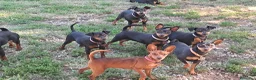 Pinscher Miniatura cani in vendita: Pinscher nano  - Annuncio 4