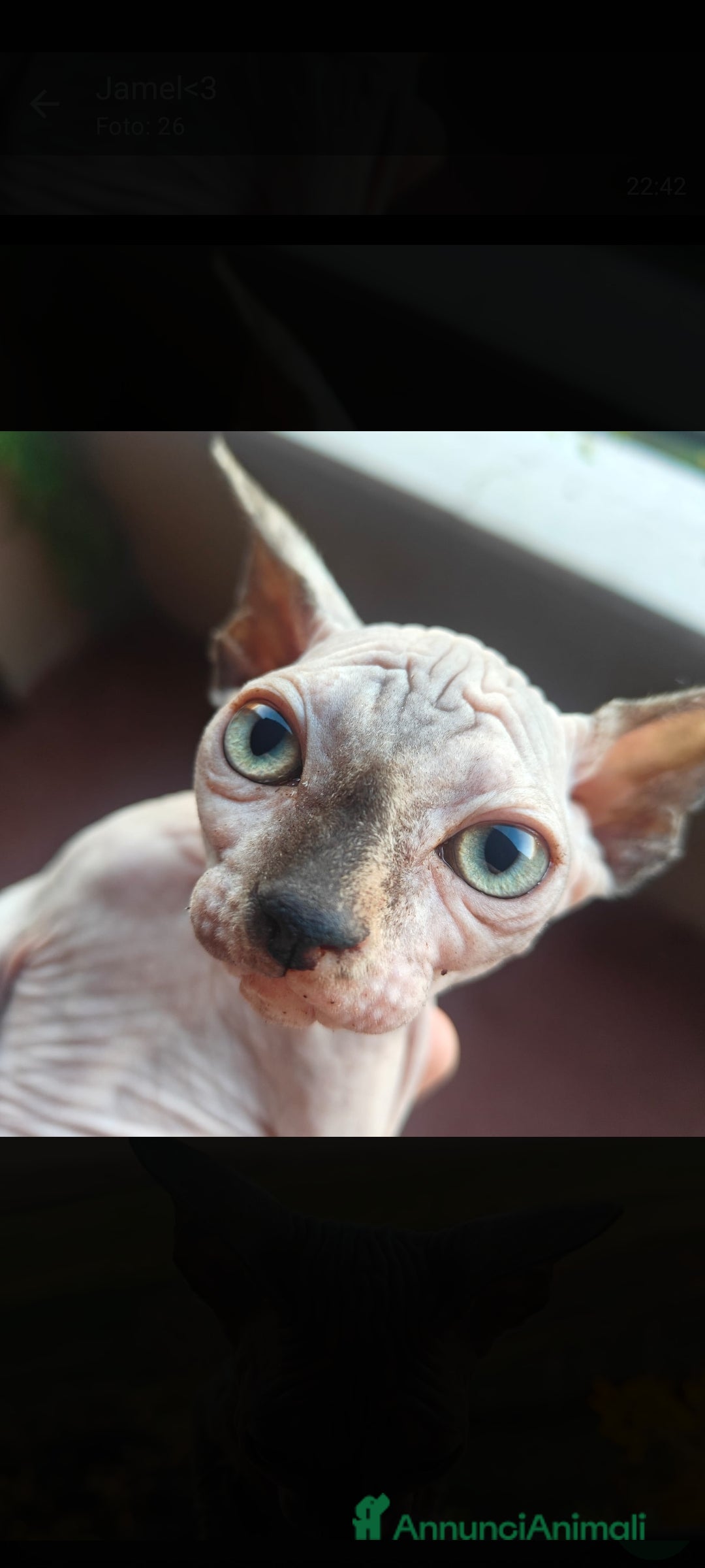 Sphynx gatti in vendita: Cucciola di canadian sphynx - Annuncio 1