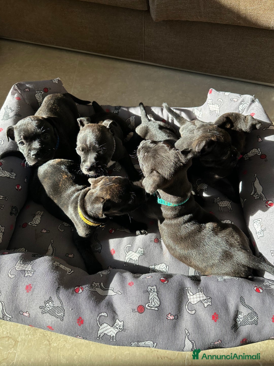 Staffordshire cani in vendita: Staffordshire Bull Terrier (Staffy) - Annuncio 15