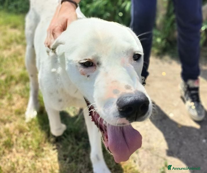Altre razze cani in regalo: ROSARIO, mix di simpatia unica - Annuncio 6
