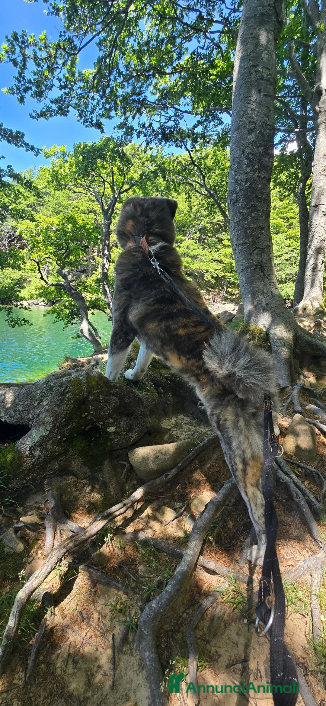 Akita Inu cani per accoppiamento: AKITA INU TIGRATO PER ACCOPPIAMENTO - Annuncio 8
