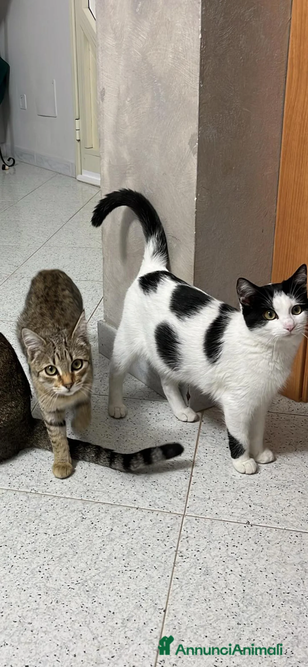 Meticcio gatti in regalo: GATTE - Annuncio 4