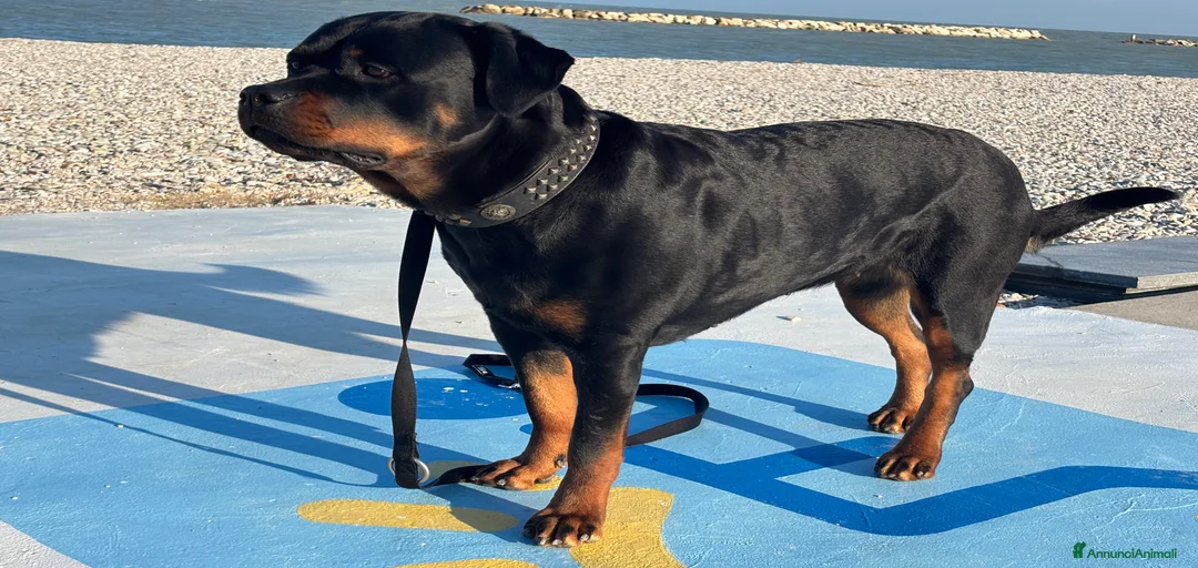 Immagine della galleria {{count}}