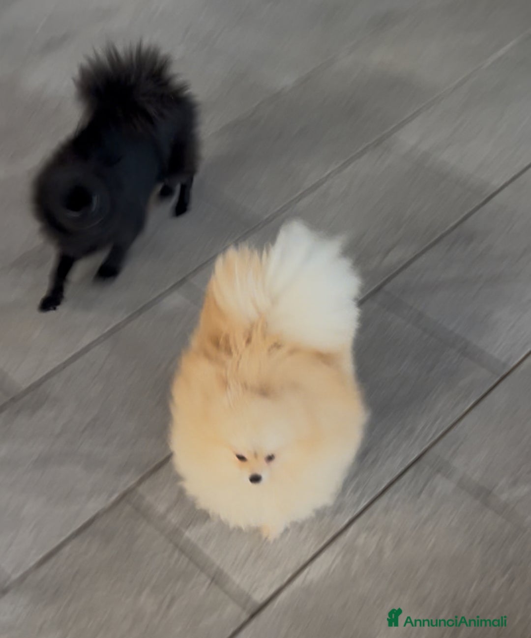 Spitz cani in vendita: Spitz tedesco nano - Annuncio 16