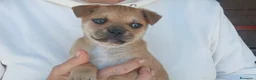 Meticcio cani in regalo: IL PICCOLO ZENO STA CERCANDO LA SUA MAMMA - Annuncio 3