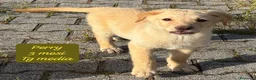 Meticcio cani in regalo: Tanti cuccioli da salvare  a Città Metropolitana di Bologna - Annuncio 6
