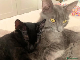 Certosino gatti SILVER E CARLETTO - Annuncio 1