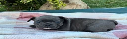 Bulldog Francese cani in vendita: Cuccioli bulldog francese  - Annuncio 2