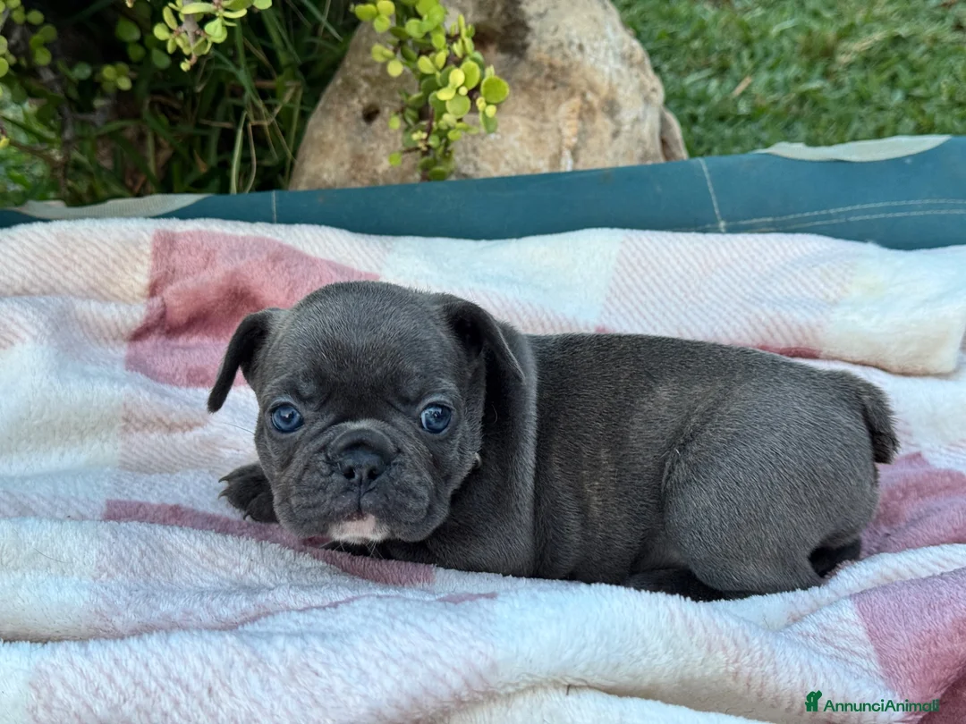 Bulldog Francese cani in vendita: Cuccioli bulldog francese  - Annuncio 2