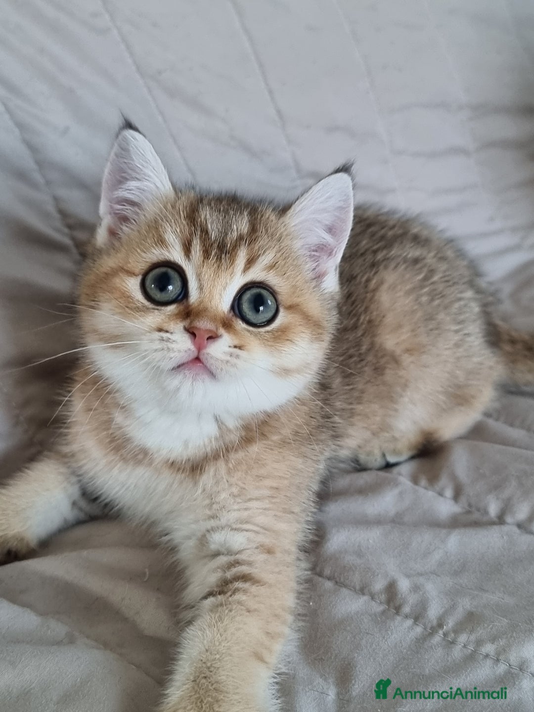 Scottish gatti in vendita: Scottish Straight con Pedigree  - Annuncio 10